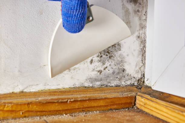  Coto De Za, CA Mold Removal Pros